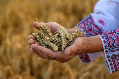 Buğday tarlasında nakışlı gömlek giyen bir kadın. Seçici odaklanma. Doğa.