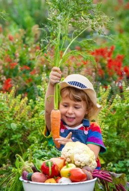 Bahçede sebzeli çocuk. Seçici odaklanma. Yiyecek..