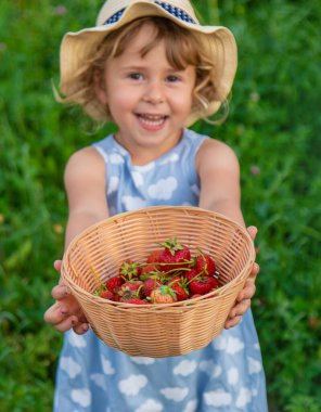 Çocuk bahçede çilek topluyor. Seçici odaklanma. çocuk.