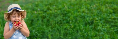 Çocuk bahçede çilek topluyor. Seçici odaklanma. çocuk.