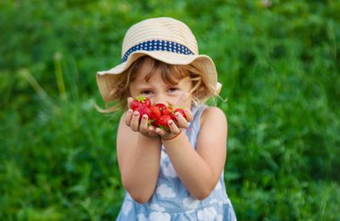 Çocuk bahçede çilek topluyor. Seçici odaklanma. çocuk.