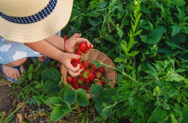 Çocuk bahçede çilek topluyor. Seçici odaklanma. çocuk.