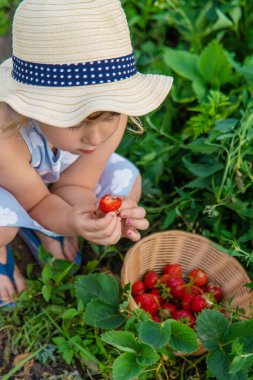 Çocuk bahçede çilek topluyor. Seçici odaklanma. çocuk.