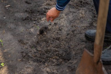 Bahçedeki ölü köstebek. Seçici odaklanma. Doğa.