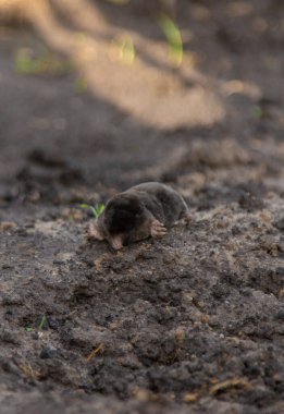 Bahçedeki ölü köstebek. Seçici odaklanma. Doğa.