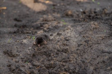 Bahçedeki ölü köstebek. Seçici odaklanma. Doğa.