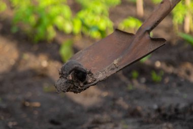 Dead mole in the garden. Selective focus. Nature. clipart