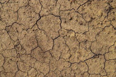 Doku kuru, çatlamış toprak. Seçici odaklanma. Doğa.