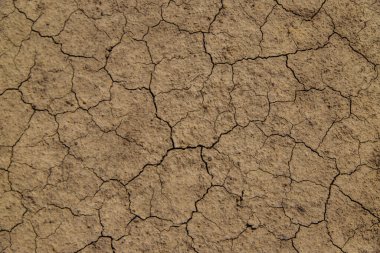 Doku kuru, çatlamış toprak. Seçici odaklanma. Doğa.