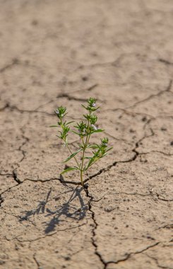 Plant from dry soil. Selective focus. nature. clipart