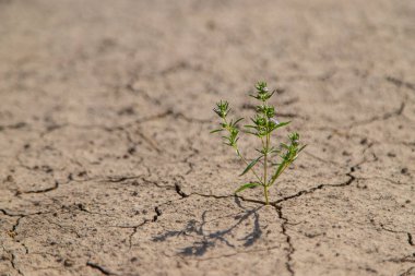 Kuru topraktan bitki. Seçici odaklanma. Doğa.