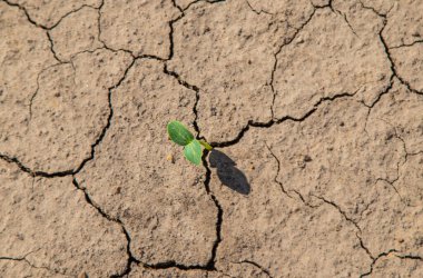 Plant from dry soil. Selective focus. nature. clipart