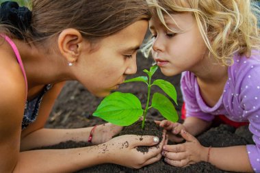 Toprağı ve bitkiyi elinde tutan çocuk. Seçici odaklanma. Doğa.