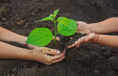 Toprağı ve bitkiyi elinde tutan çocuk. Seçici odaklanma. Doğa.