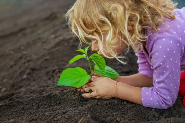Toprağı ve bitkiyi elinde tutan çocuk. Seçici odaklanma. Doğa.