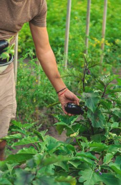 Bahçede patlıcan hasadı. Seçici odaklanma. yiyecek.