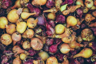 Bahçede soğan hasadı. Seçici odaklanma. Yiyecek..