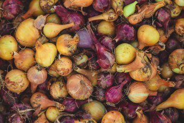 Bahçede soğan hasadı. Seçici odaklanma. Yiyecek..