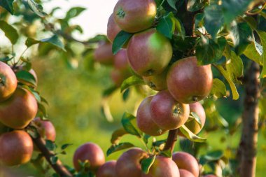 Meyve bahçesindeki bir ağaçtaki elmalar. Seçici odaklanma. yiyecek.