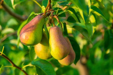 Armutlar bahçede yetişir. Seçici odaklanma. Doğa.