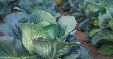 Bahçede lahana yetişiyor. Seçici odaklanma. Doğa.