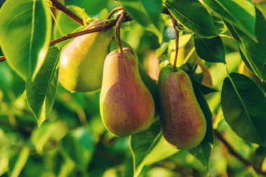Armutlar bahçede yetişir. Seçici odaklanma. Doğa.