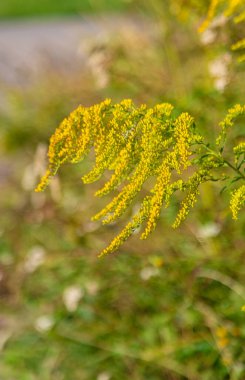 Bir tarlada yetişen bez parçaları. Seçici odaklanma. Doğa.