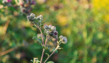Burdock 'lar tarlada büyüyor. Seçici odaklanma. Doğa.