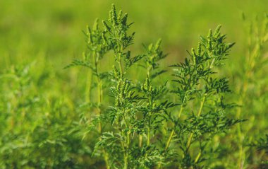 Ragweed bahçede çiçek açar. Seçici odaklanma. Doğa.