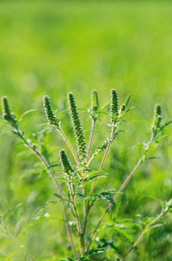 Ragweed blooms in the garden. Selective focus. Nature. clipart