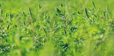 Ragweed bahçede çiçek açar. Seçici odaklanma. Doğa.