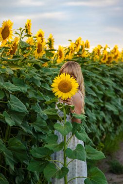 Tarlada ayçiçekleri içinde bir kadın. Seçici odaklanma. Doğa.