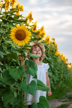 Bir tarlada ayçiçeklerinde bir çocuk. Seçici odaklanma. çocuk.