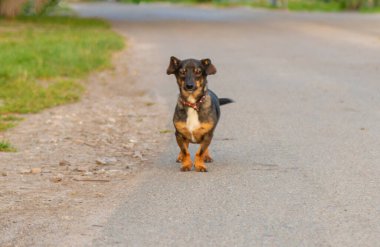 Yürüyüşe çıkmış bir köpek. Seçici odaklanma. Doğa.