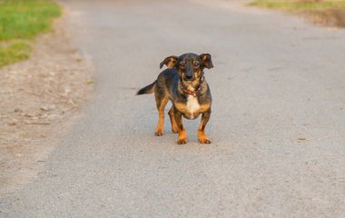 Yürüyüşe çıkmış bir köpek. Seçici odaklanma. Doğa.