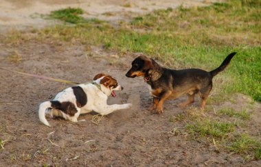 Yürüyüşte oynayan iki köpek. Seçici odaklanma. Doğa.