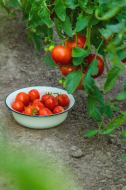 Tomato harvest in the garden. Selective focus. food. clipart