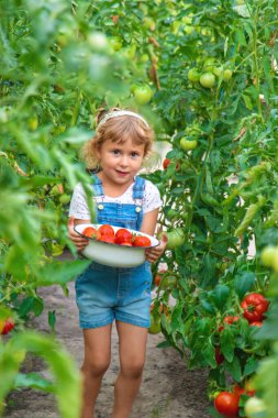 Bahçede elinde domates olan bir çocuk. Seçici odaklanma. çocuk.