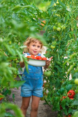 Bahçede elinde domates olan bir çocuk. Seçici odaklanma. çocuk.