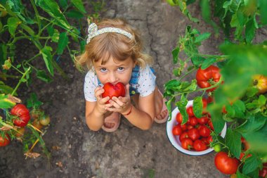 Bahçede elinde domates olan bir çocuk. Seçici odaklanma. çocuk.