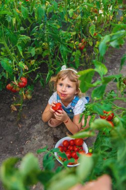 Bahçede elinde domates olan bir çocuk. Seçici odaklanma. çocuk.