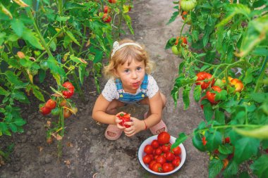 Bahçede elinde domates olan bir çocuk. Seçici odaklanma. çocuk.