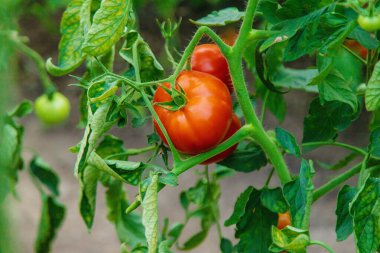 Tomato harvest in the garden. Selective focus. food. clipart