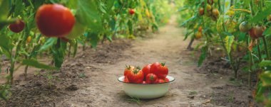 Tomato harvest in the garden. Selective focus. food. clipart