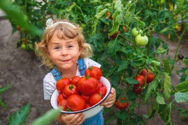 Bahçede elinde domates olan bir çocuk. Seçici odaklanma. çocuk.