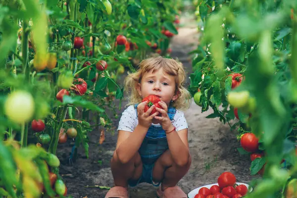 Bahçede elinde domates olan bir çocuk. Seçici odaklanma. çocuk.