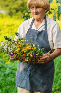 Çayırda şifalı otları olan bir kadın. Seçici odaklanma. Doğa.