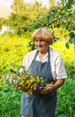 Çayırda şifalı otları olan bir kadın. Seçici odaklanma. Doğa.