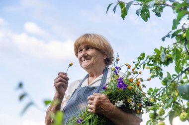 Çayırda şifalı otları olan bir kadın. Seçici odaklanma. Doğa.