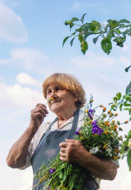 Çayırda şifalı otları olan bir kadın. Seçici odaklanma. Doğa.